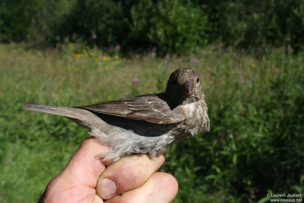 Common Rosefinch female adult