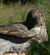 Common Rosefinch