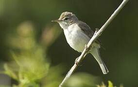 Blyth's Reed Warbler