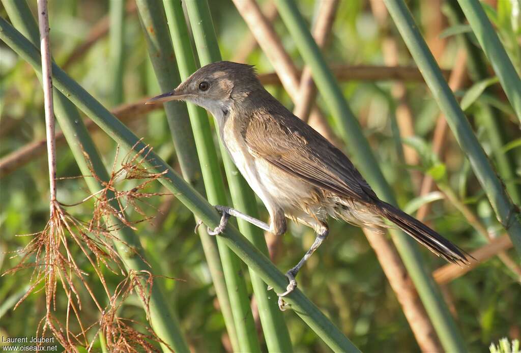 Greater Swamp Warbleradult, identification