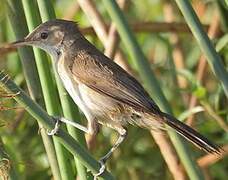 Greater Swamp Warbler