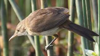 Greater Swamp Warbler