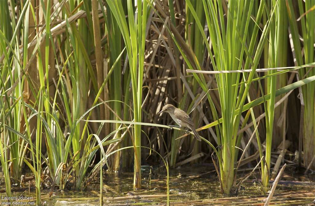 Greater Swamp Warbleradult, habitat