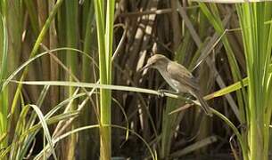 Greater Swamp Warbler