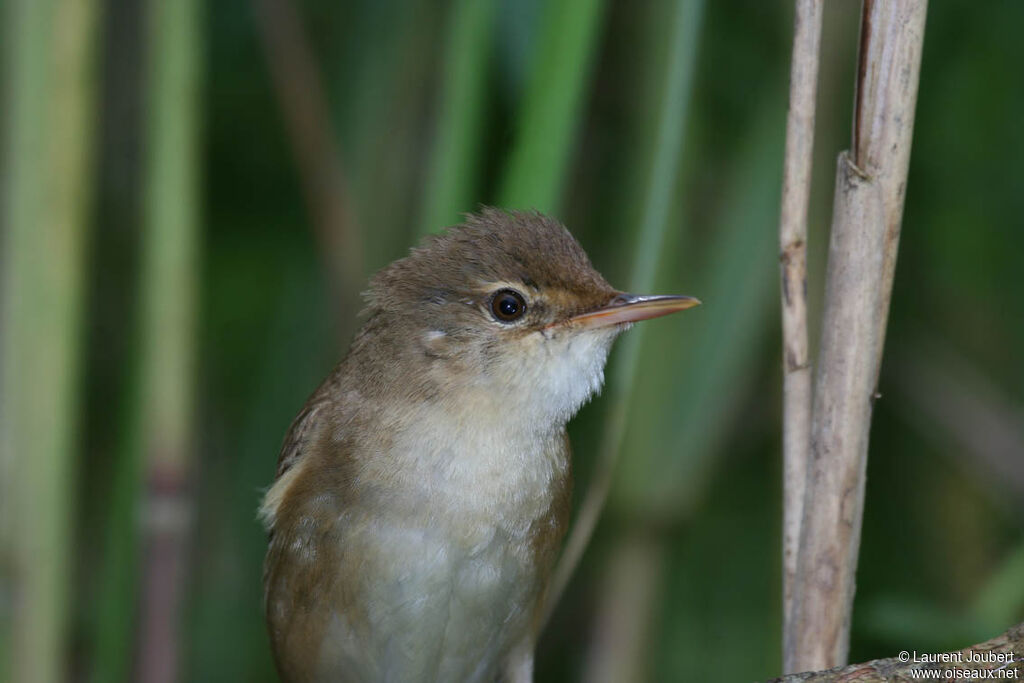 Eurasian Reed Warbleradult