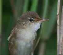 Common Reed Warbler