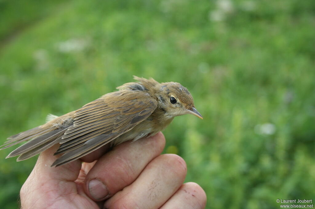 Rousserolle verderollejuvénile, identification