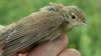 Marsh Warbler