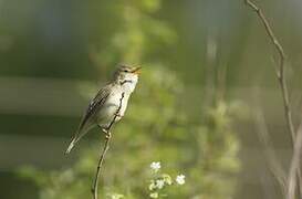 Marsh Warbler