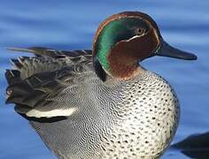 Eurasian Teal