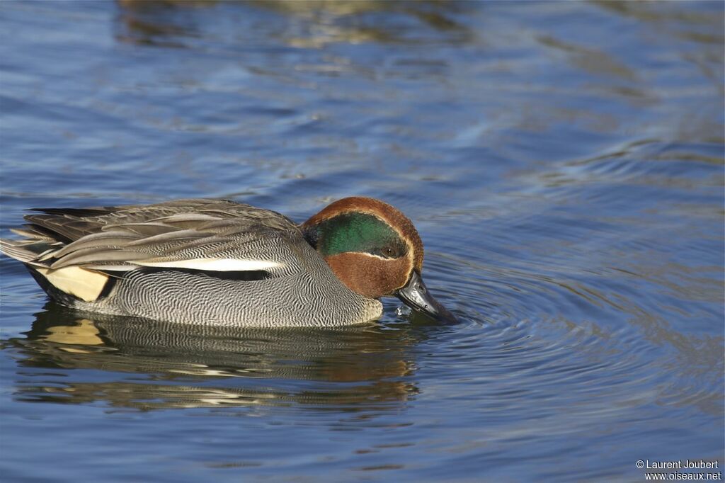 Eurasian Teal