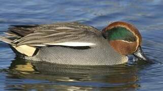 Eurasian Teal