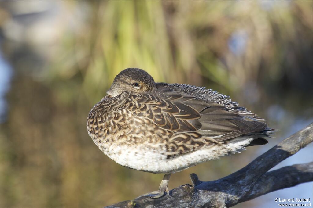 Eurasian Teal