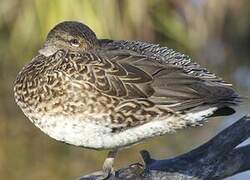 Eurasian Teal