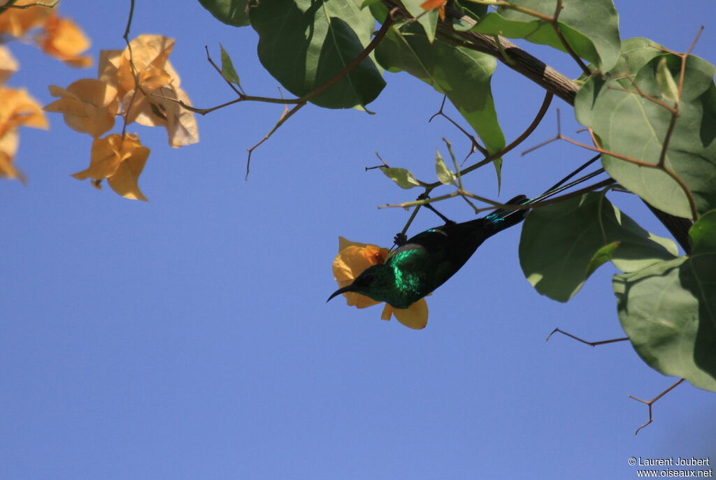 Beautiful Sunbird male adult