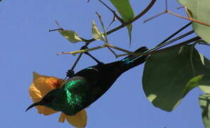 Beautiful Sunbird