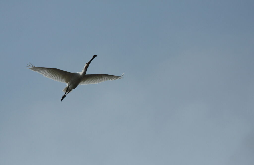 Eurasian Spoonbill