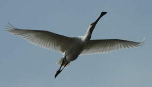 Eurasian Spoonbill