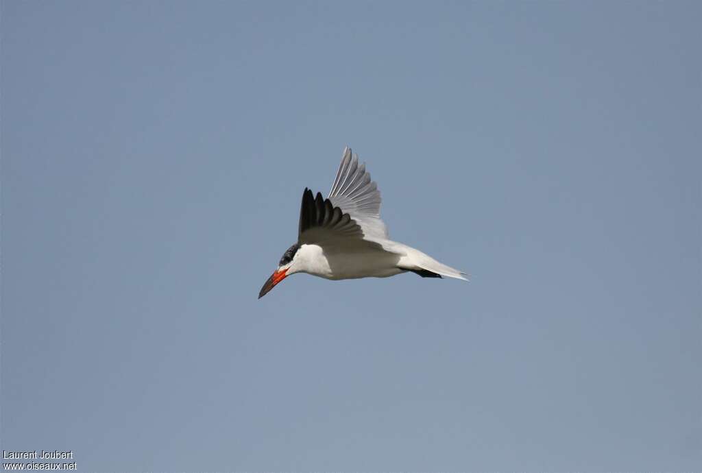 Caspian Ternadult, Flight, fishing/hunting