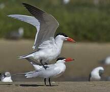 Caspian Tern