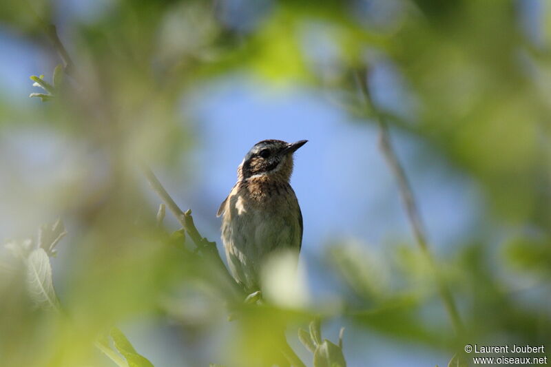 Whinchat female adult