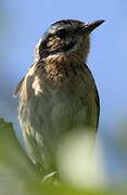 Whinchat