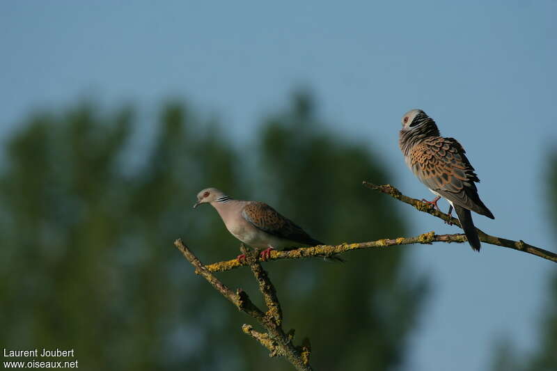 European Turtle Dove male adult, courting display