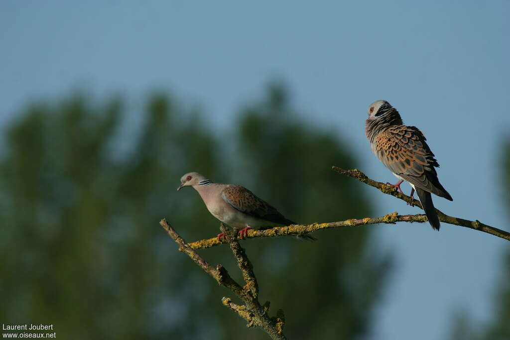 European Turtle Dove male adult, courting display