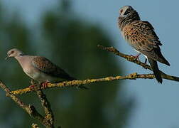 European Turtle Dove