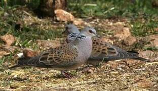 European Turtle Dove