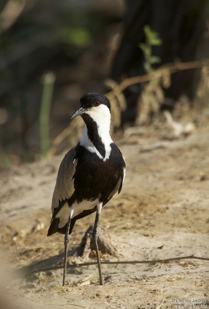 Spur-winged Lapwing