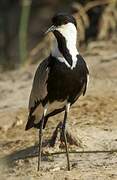 Spur-winged Lapwing