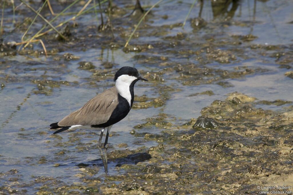 Spur-winged Lapwing