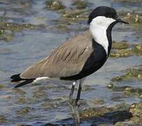 Spur-winged Lapwing