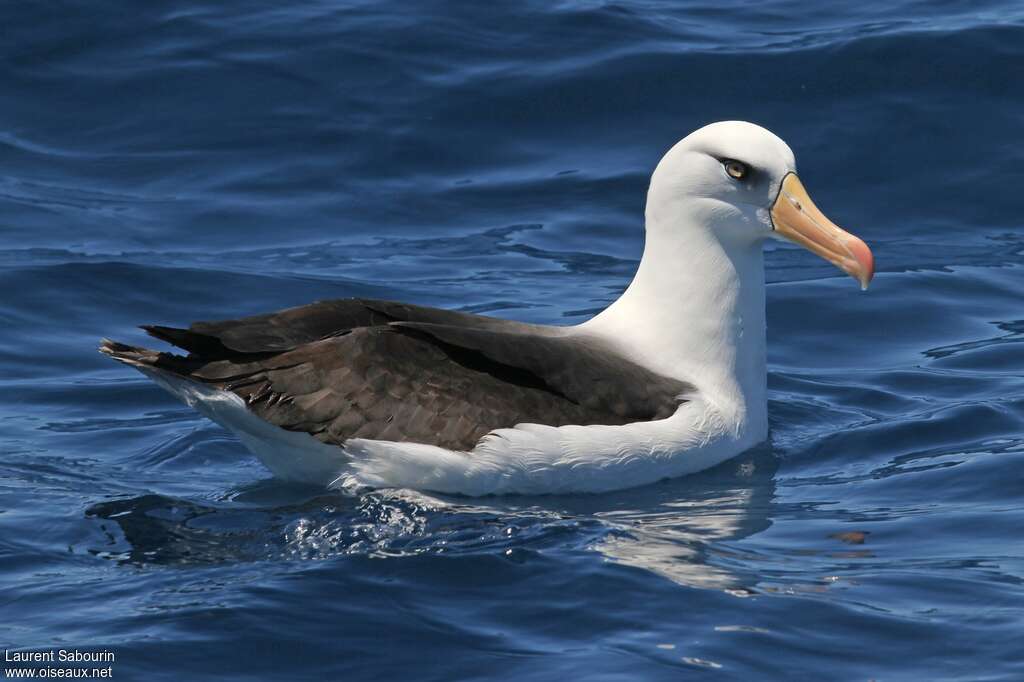 Albatros de l'île Campbell