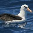 Albatros de l'île Campbell