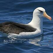 Albatros de l'île Campbell