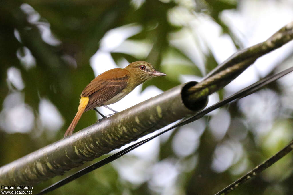 Bright-rumped Attilaadult, identification