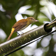 Bright-rumped Attila