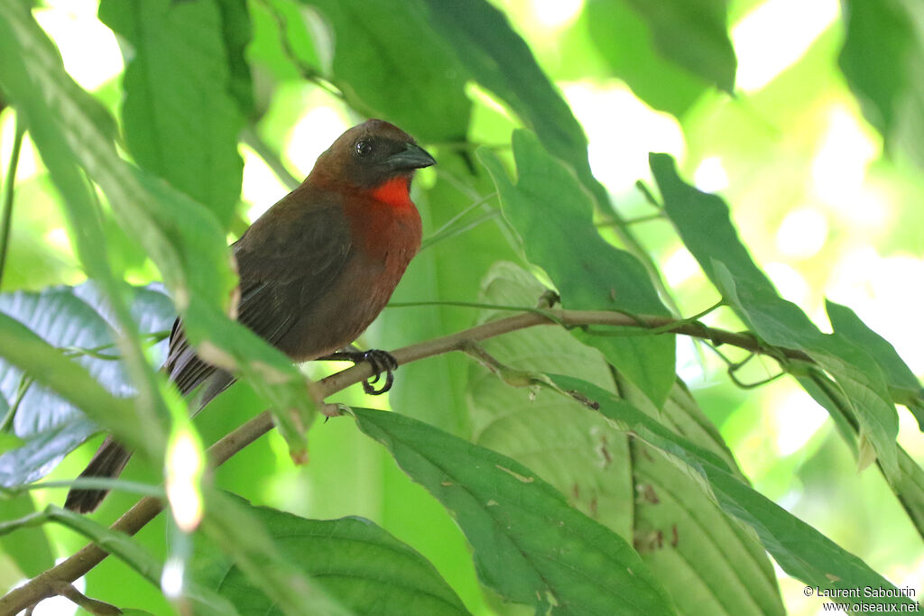 Habia à gorge rouge
