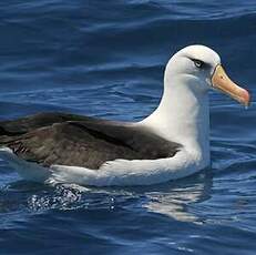 Albatros de l'île Campbell