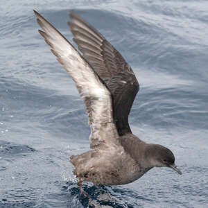 Puffin à bec grêle