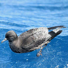 Puffin à bec grêle