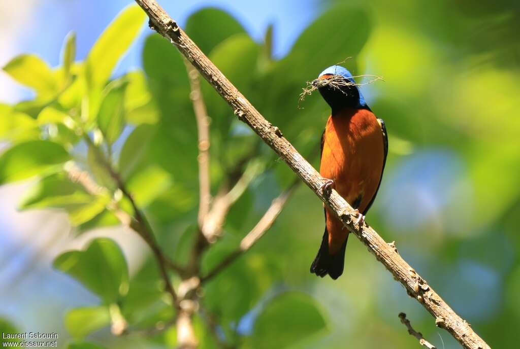 Elegant Euphonia male adult, Reproduction-nesting