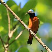 Elegant Euphonia