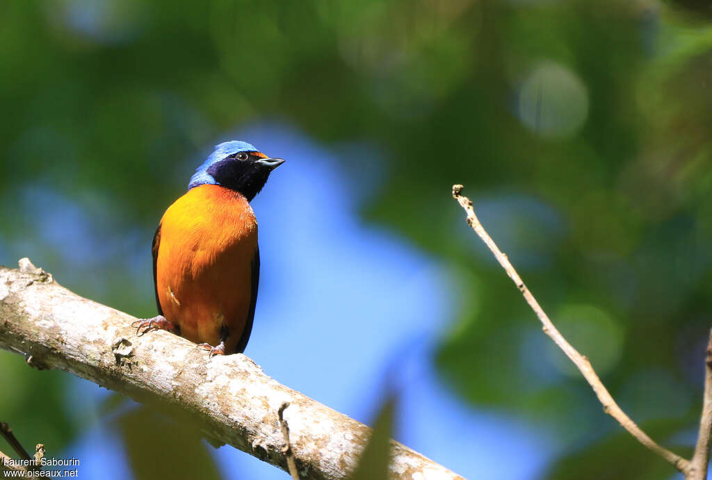 Elegant Euphonia male adult, pigmentation