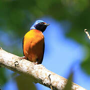 Elegant Euphonia