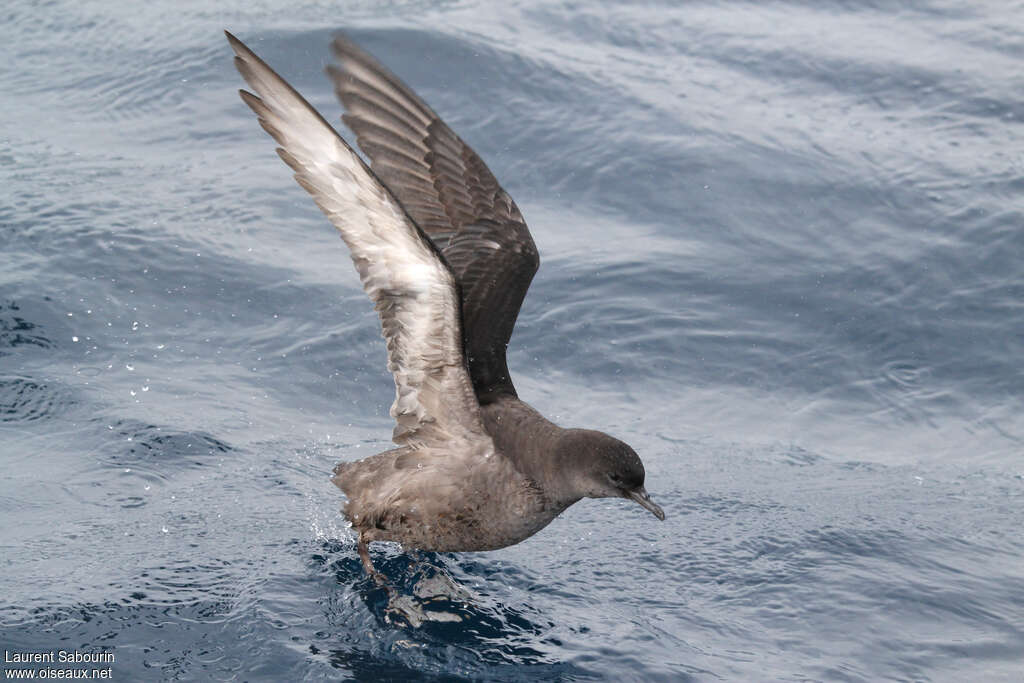 Short-tailed Shearwater, aspect, pigmentation, Flight