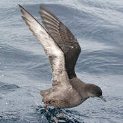 Short-tailed Shearwater