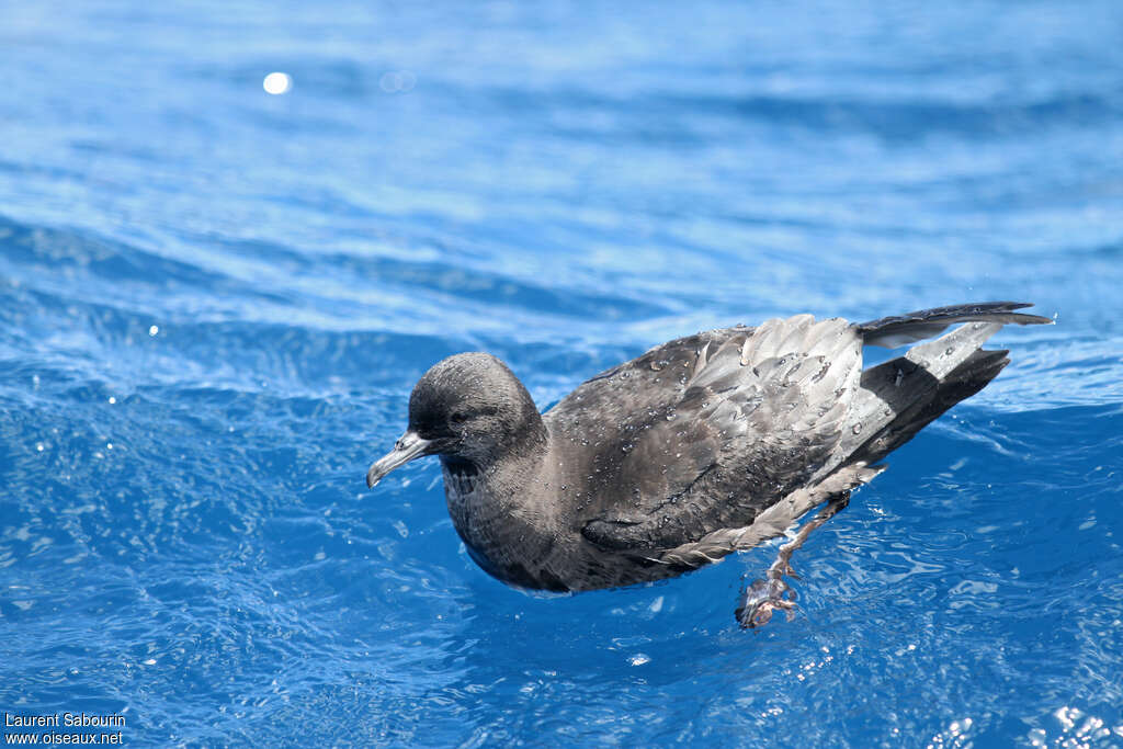 Short-tailed Shearwater